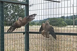 Images Dated 8th July 2007: Kestrel / Common Kestrel - two caught in trap for crows
