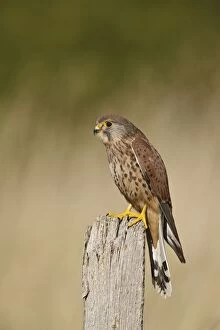 Kestrel / Common Kestrel - young male on fence post