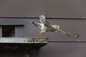 Kestrel / Common Kestrel - young male flying away from nestbox, North Hessen, Germany Date: 11-Feb-19
