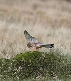 Kestrel / Common Kestrel - young male landing in moorland