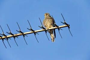 Kestrel / Common Kestrel - young male perched on house antenna, North Hessen, Germany Date: 11-Feb-19