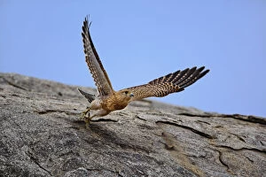 Kestrel, Falco tinnunculus, Serengeti National