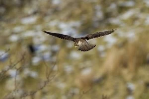 Kestrel female in flight hovering over partially