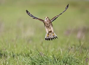 Images Dated 4th May 2010: Kestrel - female in flight takes off