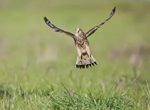 Kestrel - female in flight takes off - controlled conditions 10432