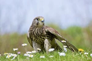 Images Dated 7th May 2013: Kestrel - female on ground