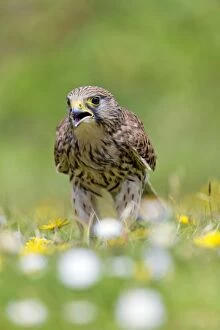 Images Dated 7th May 2013: Kestrel - female on ground calling