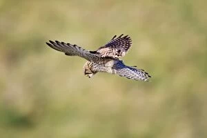 Kestrel - female hovering