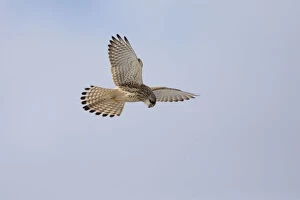 Kestrel - female hovering searching for prey, North Hessen, Germany Date: 11-Feb-19