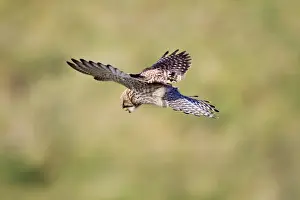 Hovering Prints: Kestrel - female hovering - UK