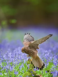 Raptors Collection: Kestrel - female landing on stump in bluebell wood - controlled conditions 10281