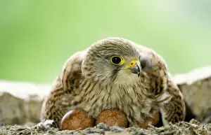 Kestrels Prints: Kestrel - female at nest on eggs