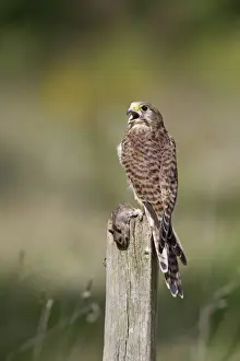 Kestrel - female on post with prey - Bedfordshire - UK 007126