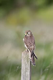 Images Dated 3rd May 2009: Kestrel - female on post with prey - Bedfordshire - UK 007125