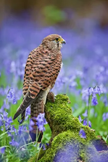 Raptors Collection: Kestrel - female with vole on stump in bluebell wood - controlled conditions 10279