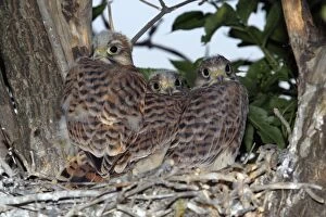 Images Dated 4th July 2005: Kestrel - Fledglings in nest Lower Saxony, Germany
