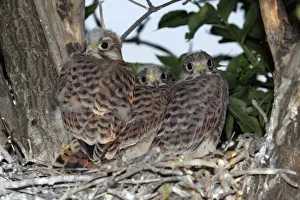 Fledgling Prints: Kestrel - Fledglings in nest Lower Saxony, Germany