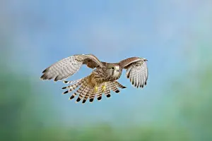 Falcon Prints: Kestrel - in flight Bedfordshire uk
