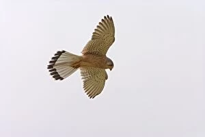 Images Dated 6th April 2007: Kestrel – In flight hovering Cyprus 004003