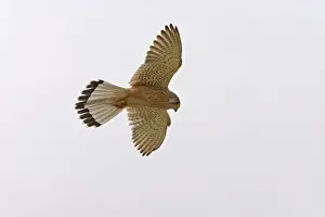 Mediterranean Prints: Kestrel – In flight hovering Cyprus 004003