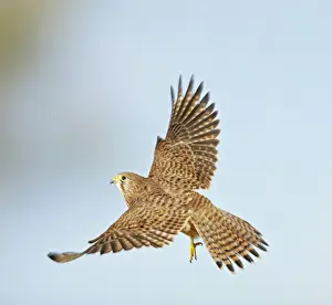 Kestrel - in flight taking off - Bedfordshire - UK 006989