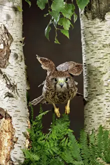 Falcon Prints: Kestrel - flying between silver birch trees Bedfordshire uk