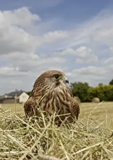 Kestrel - in hayfield Bedfordshire UK