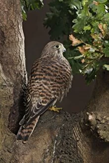 Images Dated 19th August 2008: Kestrel - by hole in tree Bedfordshire UK