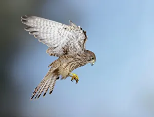 Raptors Collection: Kestrel - hovering Bedfordshire uk