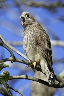 Kestrel - Immature calling to parent birds after leaving nest