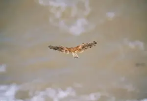 Kestrel JD 9567 Falco tinnunculus © John Daniels / ARDEA LONDON