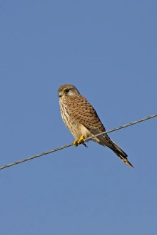 Images Dated 21st October 2007: Kestrel - Juvenile perched on electricity cable - October - Breckland - Norfolk - UK