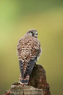 Juveniles Prints: Kestrel - Juvenile - UK