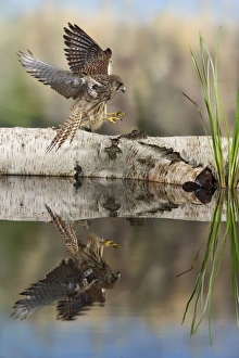 Images Dated 22nd September 2008: Kestrel - landing - showing reflection Bedfordshire UK 006310