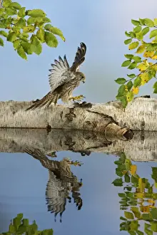 Landing Prints: Kestrel - landing - showing reflection Bedfordshire UK 006373
