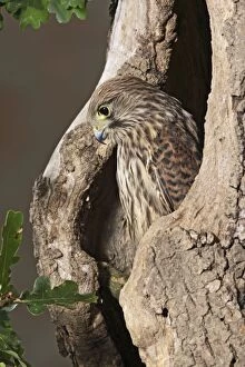 Images Dated 19th August 2008: Kestrel - looks out from hole in tree Bedfordshire UK