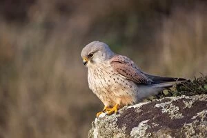 Images Dated 10th April 2011: Kestrel - male