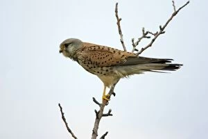 Images Dated 13th April 2006: Kestrel- male bird perched on tree branch, Neusiedler See NP, Austria