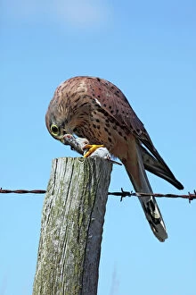 Food In Beak Gallery: Kestrel - male on fence post