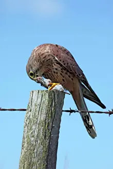 Post Prints: Kestrel - male on fence post - Bedfordshire UK 008043