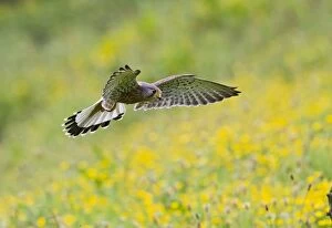 Buttercup Gallery: Kestrel - male in flight over buttercup meadow
