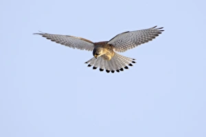 European Kestrel - male in flight