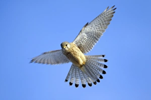 European Kestrel - male in flight