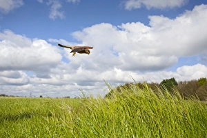 Images Dated 4th May 2010: Kestrel - male in flight hunting in long grass
