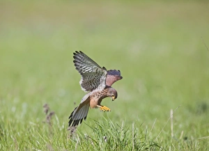 Images Dated 4th May 2010: Kestrel - male in flight hunting in long grass