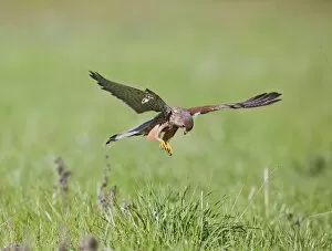 Images Dated 4th May 2010: Kestrel - male in flight hunting in long grass
