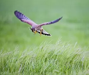 Images Dated 2nd May 2010: Kestrel - male in flight hunting in long grass