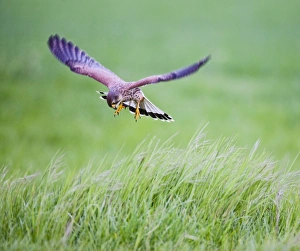 Images Dated 2nd May 2010: Kestrel - male in flight hunting in long grass