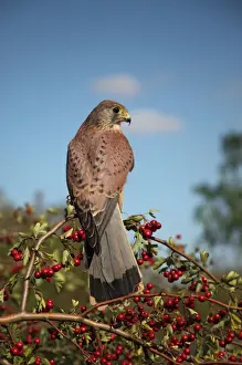 Hawthorn Prints: Kestrel - male on hawthorn - Bedfordshire UK 008048