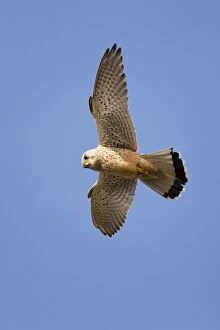 Images Dated 10th April 2011: Kestrel - male - hovering